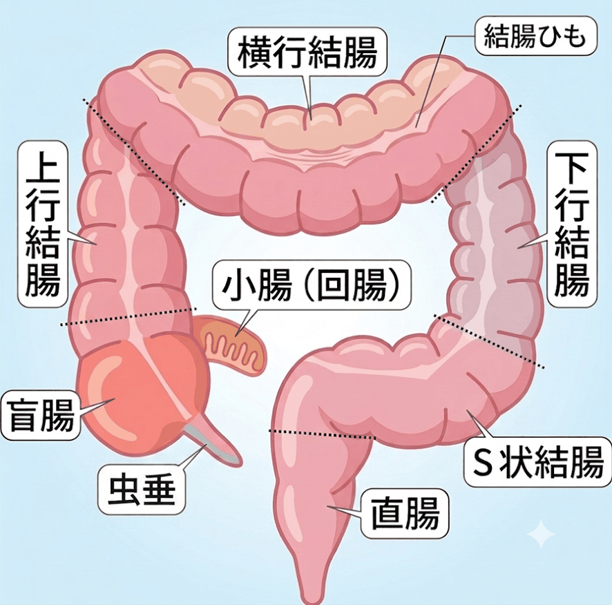 大腸の解剖図（盲腸・上行結腸・横行結腸・下行結腸・S状結腸・直腸）